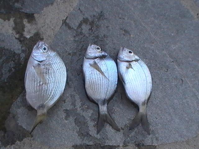 capturi grecia  - pic3473.JPG